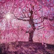 ヒメ日記 2026/03/20 17:09 投稿 しらゆり ドマーニ