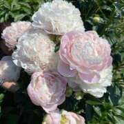 ヒメ日記 2026/03/20 21:17 投稿 しらゆり ドマーニ