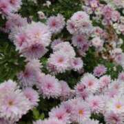 ヒメ日記 2026/03/23 09:10 投稿 しらゆり ドマーニ