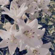 ヒメ日記 2026/03/23 17:20 投稿 しらゆり ドマーニ