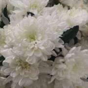 ヒメ日記 2026/03/23 20:05 投稿 しらゆり ドマーニ