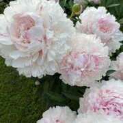 ヒメ日記 2026/03/24 19:01 投稿 しらゆり ドマーニ