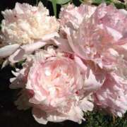 ヒメ日記 2026/03/25 20:00 投稿 しらゆり ドマーニ