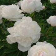 ヒメ日記 2026/03/31 14:32 投稿 しらゆり ドマーニ