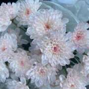 ヒメ日記 2026/04/02 13:22 投稿 しらゆり ドマーニ