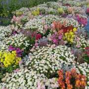 しらゆり 出勤してます🌷𓂃 𓈒𓏸 ドマーニ