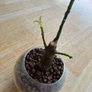 ヒメ日記 2026/02/10 12:05 投稿 榛之もも 熟女パラダイス鶯谷店(カサブランカグループ)