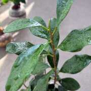 ヒメ日記 2026/02/14 12:07 投稿 榛之もも 熟女パラダイス鶯谷店(カサブランカグループ)