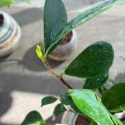 ヒメ日記 2026/02/28 12:06 投稿 榛之もも 熟女パラダイス鶯谷店(カサブランカグループ)