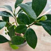 ヒメ日記 2026/03/14 12:06 投稿 榛之もも 熟女パラダイス鶯谷店(カサブランカグループ)