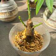 ヒメ日記 2026/03/21 12:07 投稿 榛之もも 熟女パラダイス鶯谷店(カサブランカグループ)