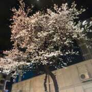 ヒメ日記 2026/04/03 12:06 投稿 榛之もも 熟女パラダイス鶯谷店(カサブランカグループ)