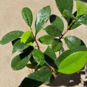 ヒメ日記 2026/04/04 12:05 投稿 榛之もも 熟女パラダイス鶯谷店(カサブランカグループ)