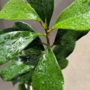 ヒメ日記 2026/04/18 12:06 投稿 榛之もも 熟女パラダイス鶯谷店(カサブランカグループ)