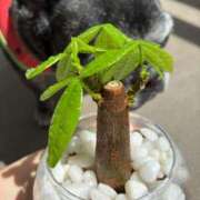 ヒメ日記 2026/04/22 12:31 投稿 榛之もも 熟女パラダイス鶯谷店(カサブランカグループ)