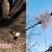 西ありさ お花見🌸 熟女パラダイス鶯谷店(カサブランカグループ)