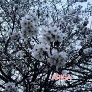 ヒメ日記 2026/03/31 10:58 投稿 西ありさ 熟女パラダイス鶯谷店(カサブランカグループ)