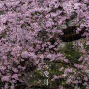 ヒメ日記 2026/04/12 21:50 投稿 西ありさ 熟女パラダイス鶯谷店(カサブランカグループ)