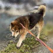ヒメ日記 2026/03/28 18:12 投稿 さくら 石川小松ちゃんこ