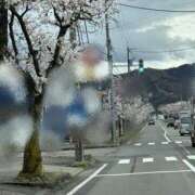 ヒメ日記 2026/04/03 09:12 投稿 さくら 石川小松ちゃんこ