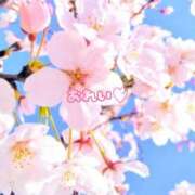 ヒメ日記 2026/04/06 12:32 投稿 さくら 石川小松ちゃんこ