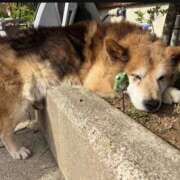 ヒメ日記 2026/04/18 15:32 投稿 さくら 石川小松ちゃんこ