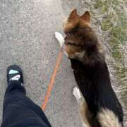 ヒメ日記 2026/04/20 09:03 投稿 さくら 石川小松ちゃんこ