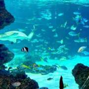 みく☆恋に落ちるかも…☆ あしたです🌸 アネキャンモード