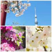 ヒメ日記 2026/04/08 12:22 投稿 春風ちづる ワイフコレクション