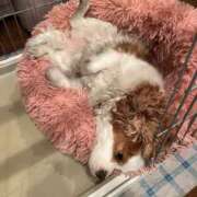 ヒメ日記 2026/01/19 16:57 投稿 りいな【完璧スタイル美少女】 STELLA NEXT－ステラネクスト－