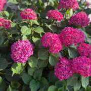 愛と笑いが溢れますように。 紫陽花みっけ💗💗 グッドスマイル