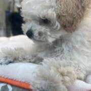 ヒメ日記 2026/02/05 19:11 投稿 朝倉　しほ かりそめ