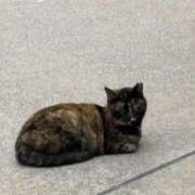 ヒメ日記 2026/04/14 18:21 投稿 きょうこ スピードエコ京橋店