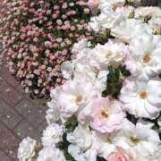 ヒメ日記 2026/05/12 18:01 投稿 くろろ(G) ぴぴすこ