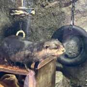 ヒメ日記 2026/01/25 22:37 投稿 コハル ドMな奥様 名古屋・錦店