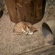 ヒメ日記 2026/07/06 19:21 投稿 コハル ドMな奥様 名古屋・錦店