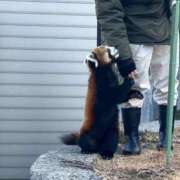 ヒメ日記 2026/01/26 12:47 投稿 チトセ ドMな奥様 名古屋・錦店