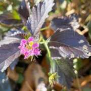 ヒメ日記 2026/02/16 12:12 投稿 さき 梅田アバンチュール