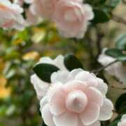 ヒメ日記 2026/03/16 23:32 投稿 さき 梅田アバンチュール