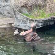 ヒメ日記 2026/04/10 20:22 投稿 さき 梅田アバンチュール