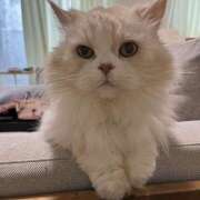 早乙女陽彩 初めまして 五十路マダムエクスプレス横浜店（カサブランカグループ）