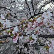 ヒメ日記 2026/04/03 17:16 投稿 早乙女陽彩 五十路マダムエクスプレス横浜店（カサブランカグループ）