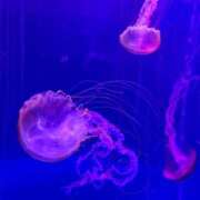 ヒメ日記 2026/02/08 13:31 投稿 かえら バイオレンス