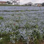 ヒメ日記 2026/05/14 22:31 投稿 らむ 東京♂風俗の神様 町田・相模原店