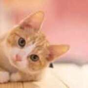 ヒメ日記 2026/02/02 16:19 投稿 桃／もも 五反田アネージュ（ユメオト）