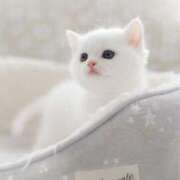 ヒメ日記 2026/02/13 13:11 投稿 桃／もも 五反田アネージュ（ユメオト）