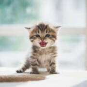 ヒメ日記 2026/02/16 17:33 投稿 桃／もも 五反田アネージュ（ユメオト）