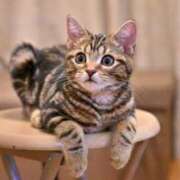 ヒメ日記 2026/02/17 17:29 投稿 桃／もも 五反田アネージュ（ユメオト）