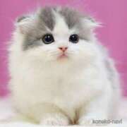 ヒメ日記 2026/02/20 12:31 投稿 桃／もも 五反田アネージュ（ユメオト）