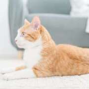 ヒメ日記 2026/02/21 11:20 投稿 桃／もも 五反田アネージュ（ユメオト）